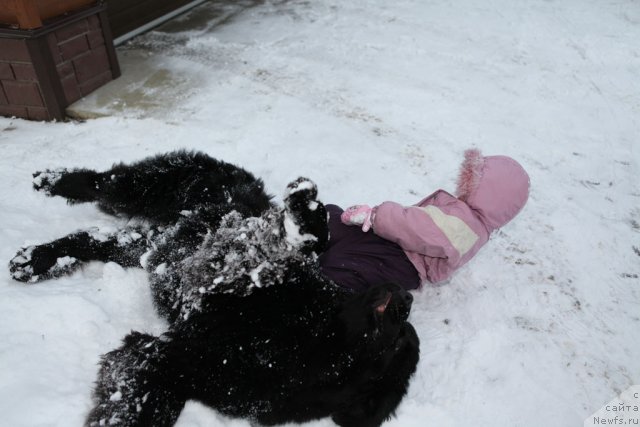 Фото: ньюфаундленд Very Fairweathers X'Got The Rhythm