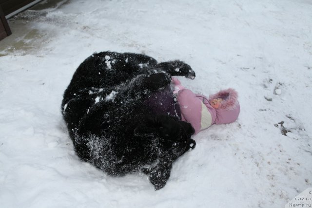 Фото: ньюфаундленд Very Fairweathers X'Got The Rhythm