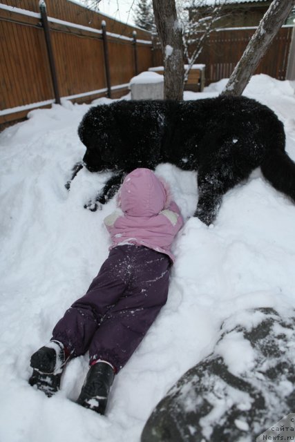 Фото: ньюфаундленд Very Fairweathers X'Got The Rhythm