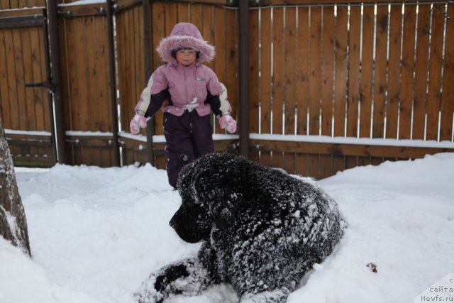 Фото: ньюфаундленд Very Fairweathers X'Got The Rhythm