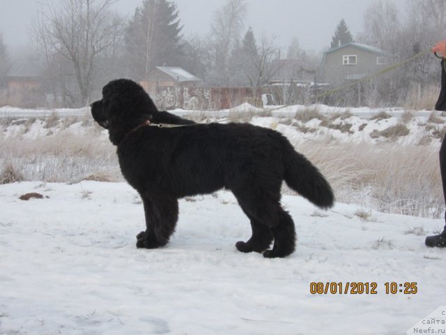 Фото: ньюфаундленд Very Fairweathers X'Got The Rhythm