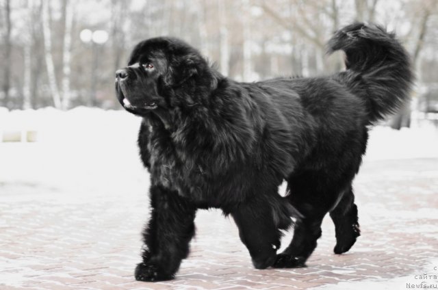Фото: ньюфаундленд Пчёлкин Дом Вениамин (Pchiolkin Dom Veniamin)