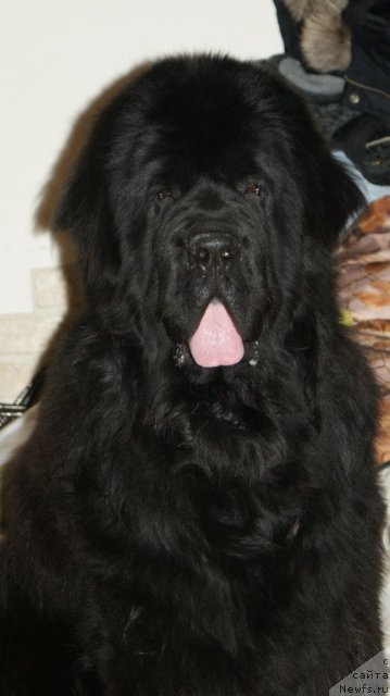 Фото: ньюфаундленд Сент Джонс Реджинальд Филди Арвизу