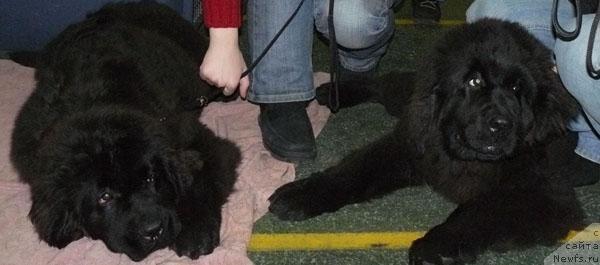 Фото: ньюфаундленд Пчёлкин Дом Аврора (Pchiolkin Dom Avrora), ньюфаундленд Пчёлкин Дом Астория