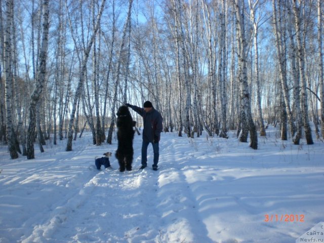 Фото: ньюфаундленд Миссия Блю фо Марлеон из Сибирской Глубинки