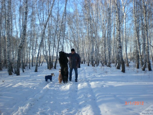 Фото: ньюфаундленд Миссия Блю фо Марлеон из Сибирской Глубинки