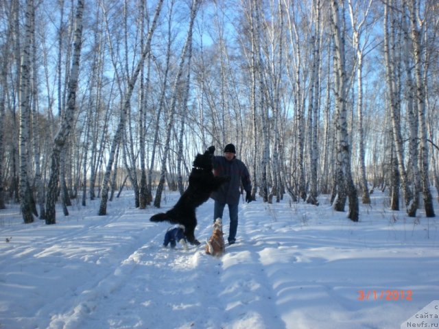 Фото: ньюфаундленд Миссия Блю фо Марлеон из Сибирской Глубинки