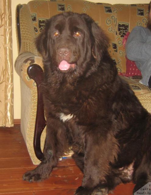 Фото: ньюфаундленд Трейзи