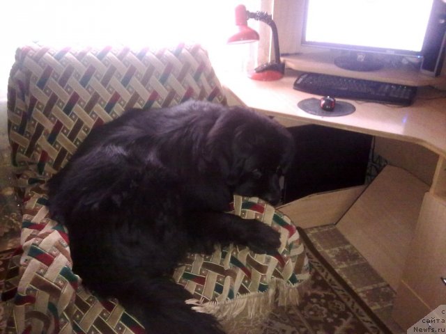 Фото: ньюфаундленд Цесарь Нельсон Тайгер Блек