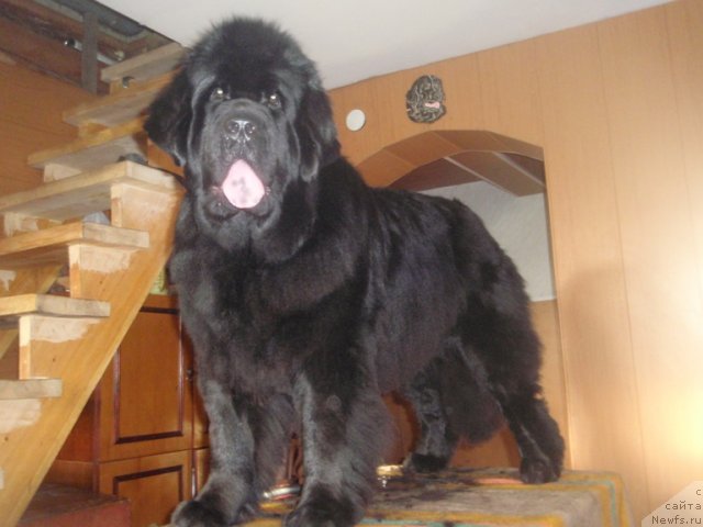 Фото: ньюфаундленд Ньюфорт Магия Любви