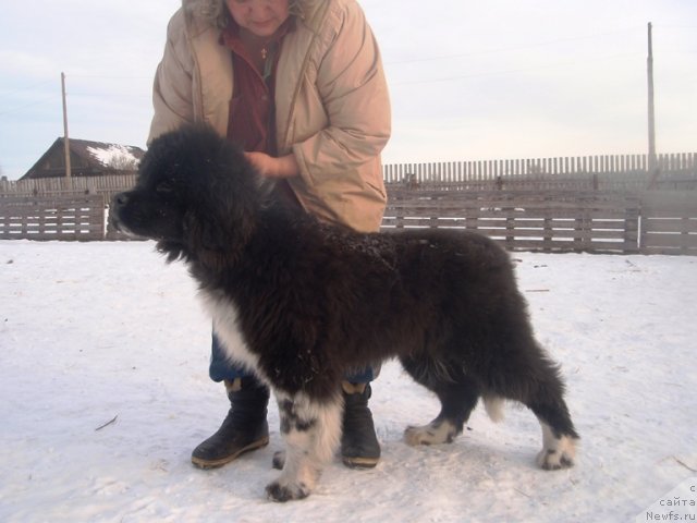 Фото: Кипер Соул Лоудстар
сын Веси и Алекса, ньюфаундленд Веснушка на Счастье (Vesnushka na Shastie)