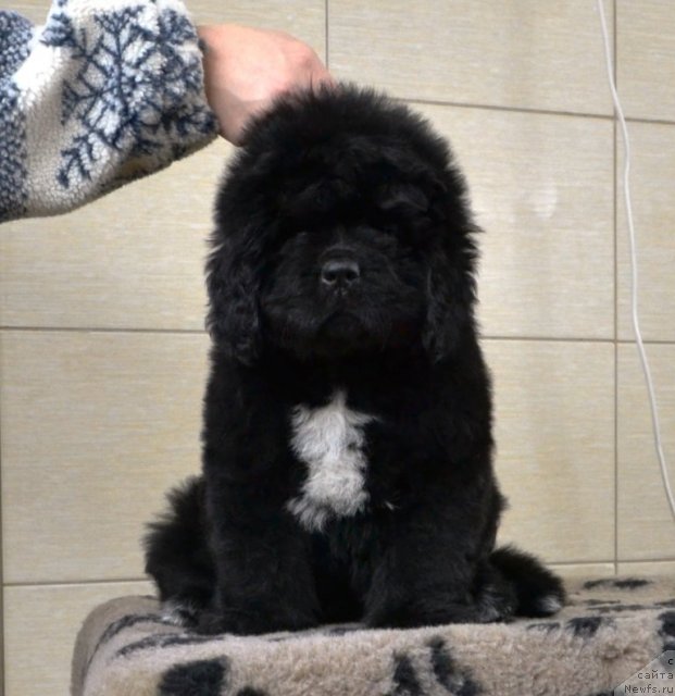 Фото: Щенки питомника 