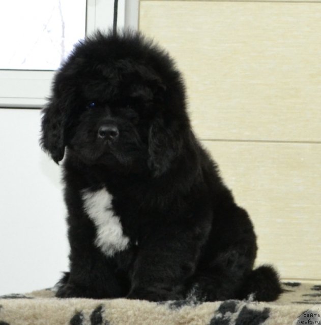 Фото: Щенки питомника 