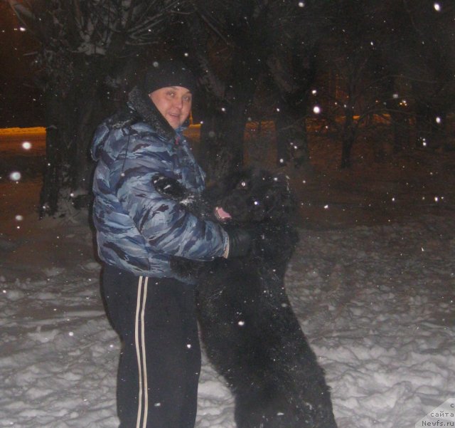 Фото: ньюфаундленд Сент Джонс Челенжер, Андрей Барановский