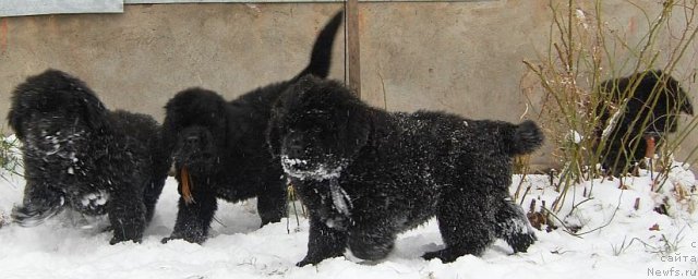 Фото: ньюфаундленд Bjornebandens Nancy Wilson