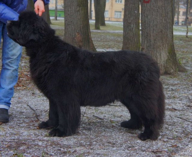 Фотография № 84750