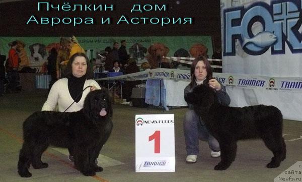 Фото: ньюфаундленд Пчёлкин Дом Астория, ньюфаундленд Пчёлкин Дом Аврора (Pchiolkin Dom Avrora)