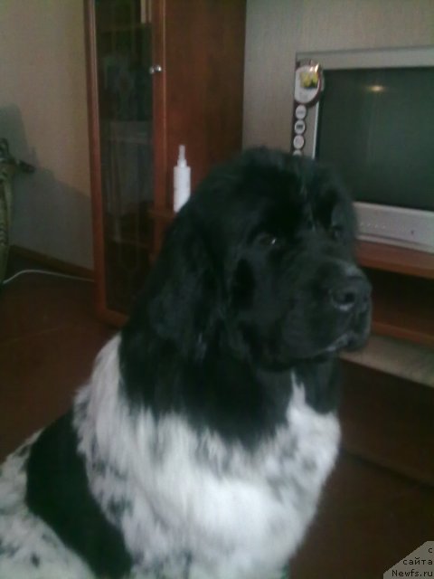 Фотография № 84771