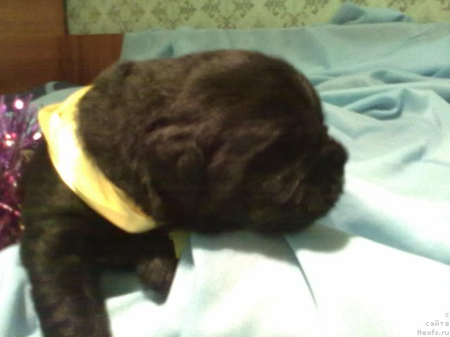 Фото: Дети, ньюфаундленд King of Helluland I'm Precious, ньюфаундленд Блэк Диамонд Агидель от Потапа Патриция (Black Diamond Agidel ot Potapa Patricia)