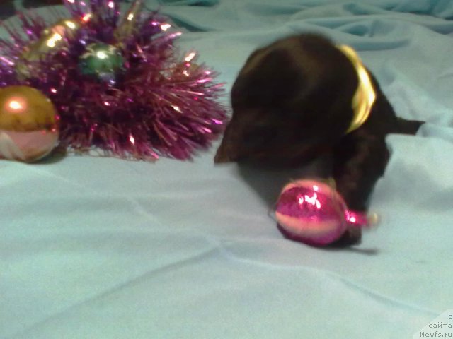 Фото: щенок, ньюфаундленд Блэк Диамонд Агидель от Потапа Патриция (Black Diamond Agidel ot Potapa Patricia)