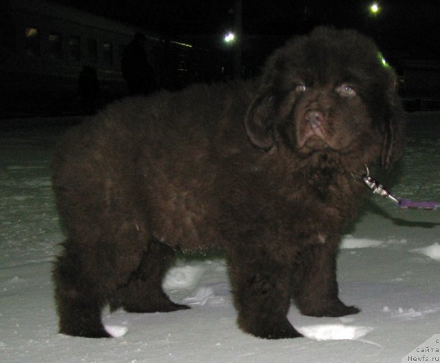 Фото: ньюфаундленд Русский Хит