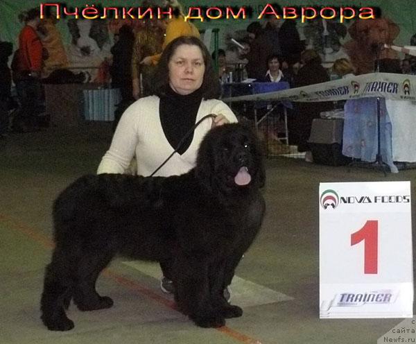 Фото: ньюфаундленд Пчёлкин Дом Аврора (Pchiolkin Dom Avrora), Елена Пушкарева