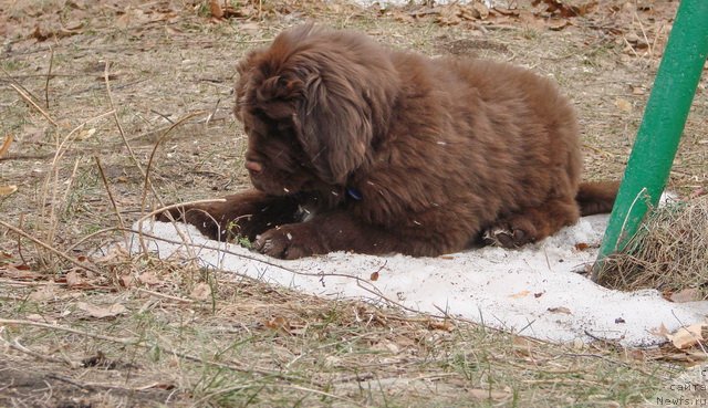 Фото: ньюфаундленд Обуш Шед Янтарный Поцелуй