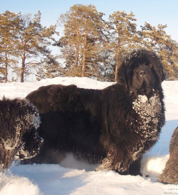 Фото: ньюфаундленд Супер Премиум Голд Кисс (Super Premium Gold Kis)