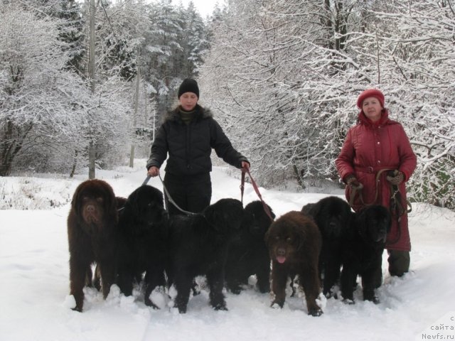 Фото: ньюфаундленд Русский Хит, ньюфаундленд Старбимовлав Де Жа Вю, ньюфаундленд Старбимовлав Дикэ, ньюфаундленд Старбимовлав Дельфания, ньюфаундленд Зольда, ньюфаундленд Амулет Любви и Счастья (Amulet Lyubvi i Schastya), ньюфаундленд Сангрия