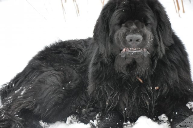 Фотография № 84838