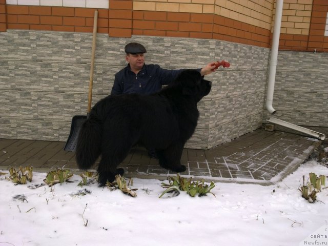 Фото: ньюфаундленд Сказочная Кроха Медисон (Skazochnaya Kroha Medison), Анатолий Дядищев