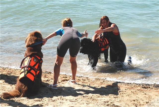 Фото: ньюфаундленд Giacomo vom Darius Land, Елизавета Сафиуллина, ньюфаундленд Фанньюф Глория Дей, Марина Новоселова