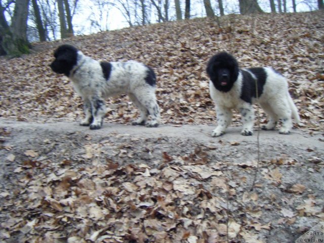 Фото: ньюфаундленд Bruno Brave Boy Super Mishka, ньюфаундленд Bella Donna Barbaresco Super Mishka