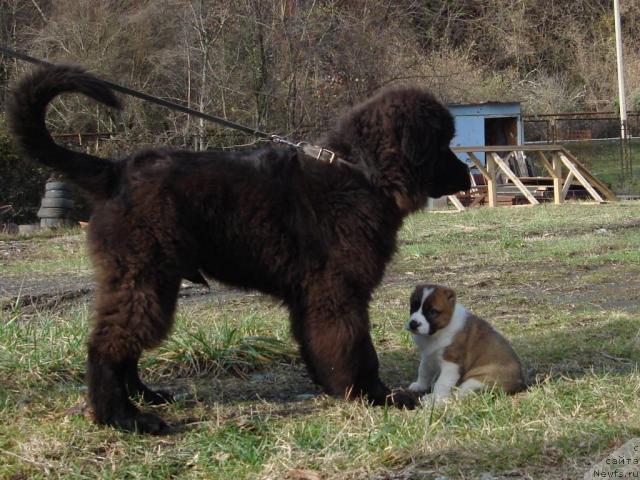 Фото: ньюфаундленд Потап Фидель