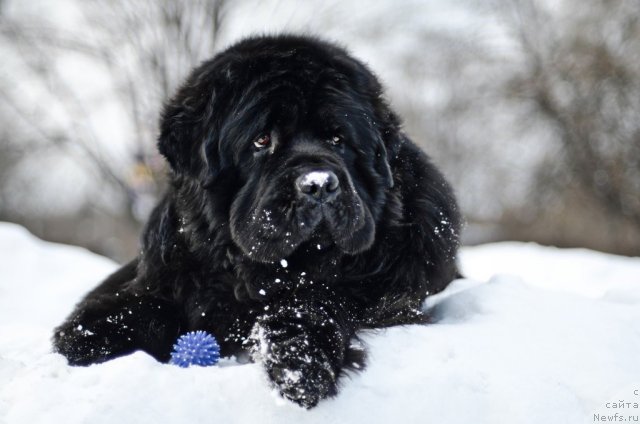 Фото: ньюфаундленд Пчёлкин Дом Вениамин (Pchiolkin Dom Veniamin)