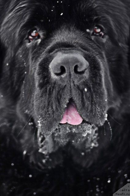 Фото: ньюфаундленд Пчёлкин Дом Вениамин (Pchiolkin Dom Veniamin)