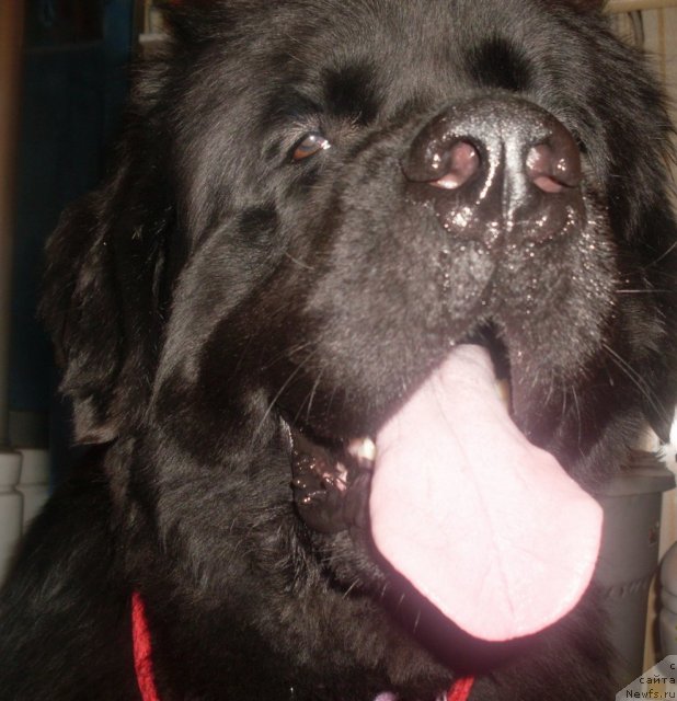 Фото: ньюфаундленд Фиаметтахауз Нусакан