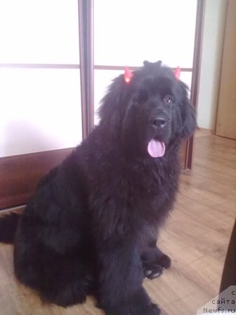 Фото: ньюфаундленд Плюшевая Панда Устинья Савельевна (Plushevaya Panda Ustinja Savelevna)