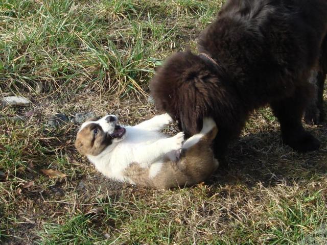 Фото: ньюфаундленд Потап Фидель