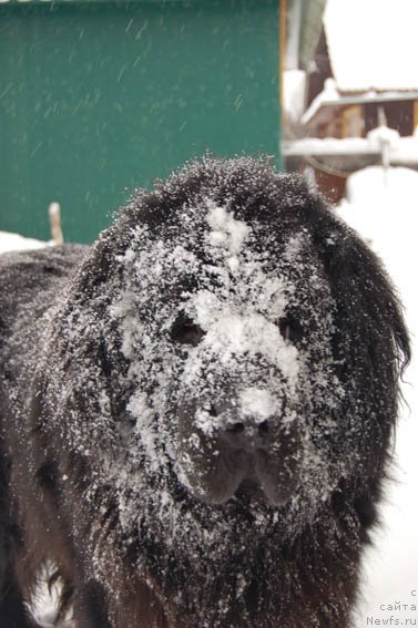Фото: ньюфаундленд Сент Джонс Орфей