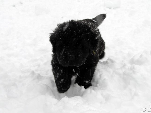 Фото: Бэлла Мосс Аристократ