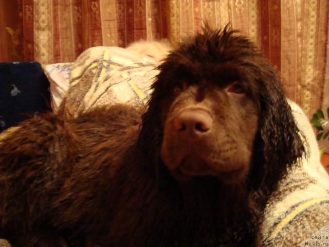 Фото: ньюфаундленд Феноменальный Факт с Берега Дона (Fenomenalnyi Fakt s Berega Dona)