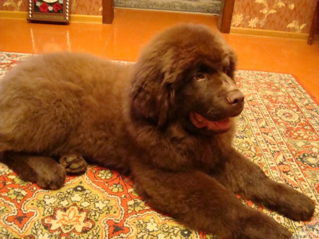 Фото: ньюфаундленд Феноменальный Факт с Берега Дона (Fenomenalnyi Fakt s Berega Dona)