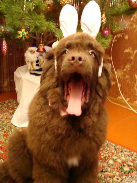 Фотография № 84992