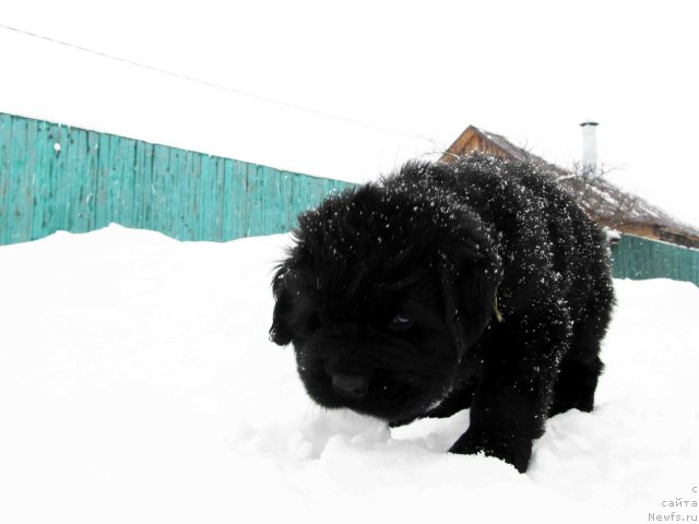 Фото: Бэлла Мосс Аристократ