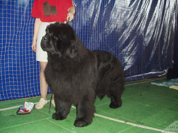 Фото: ньюфаундленд King Sibiria von Aiching
