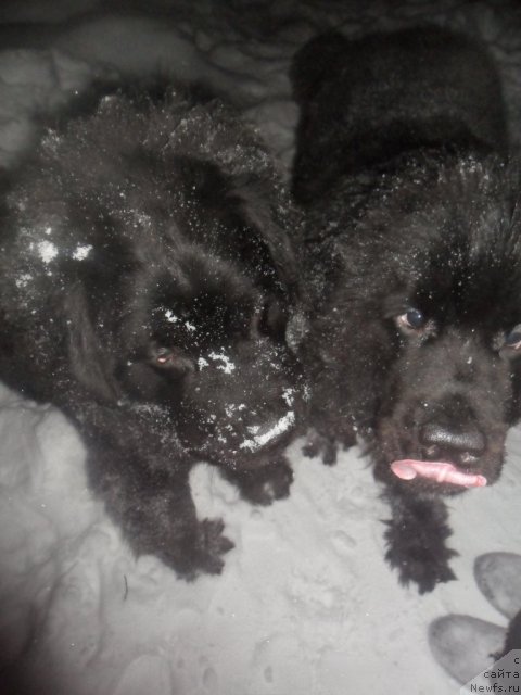 Фотография № 85003