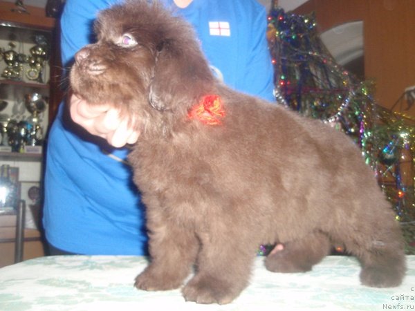 Фото: дети, ньюфаундленд Арабелла Статная Мулатка