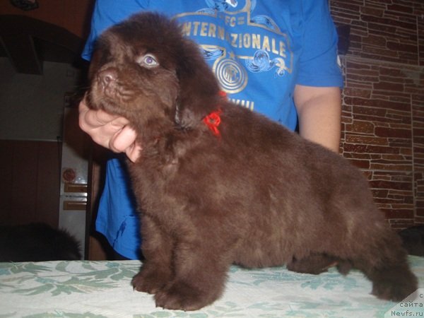 Фото: дети, ньюфаундленд Арабелла Статная Мулатка