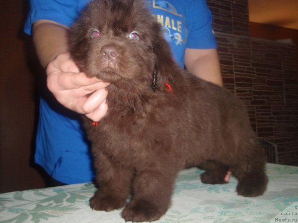 Фото: дети, ньюфаундленд Арабелла Статная Мулатка